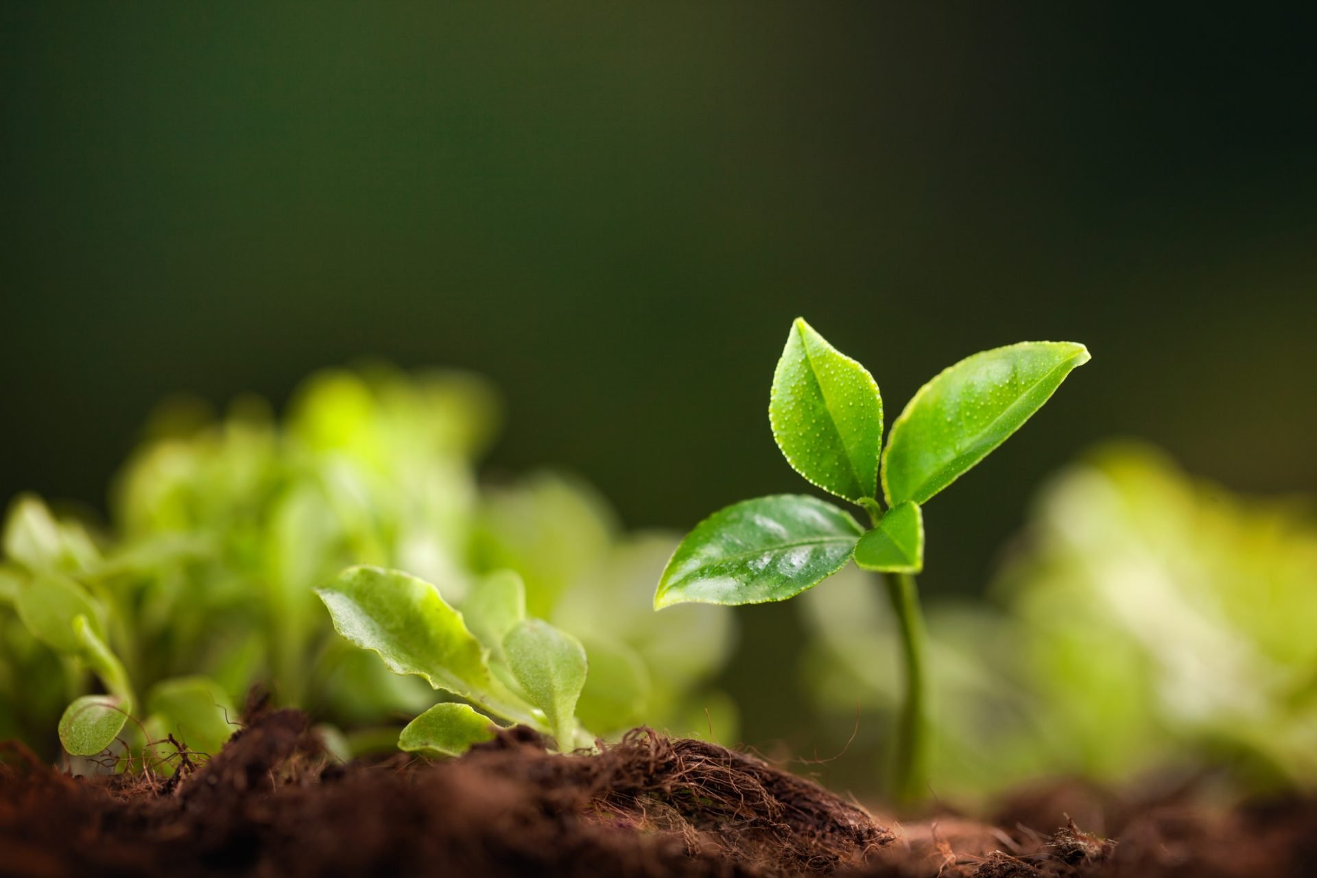 Corinthia Invests in Malta’s Green Future